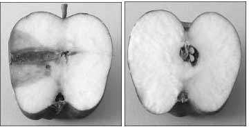 apple sliced in half