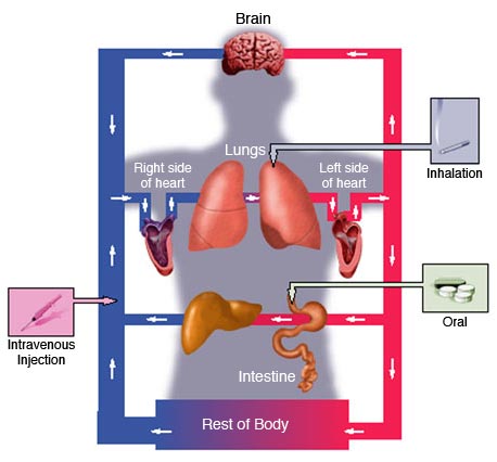 Diagram of a Body