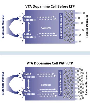 Long-Term Potentiation in Dopamine Cells