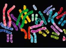 Chromosomal pairs in color