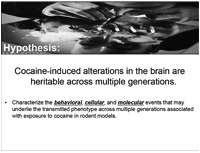 Cocaine-induced alterations in the brain are heritable across multiple generations
