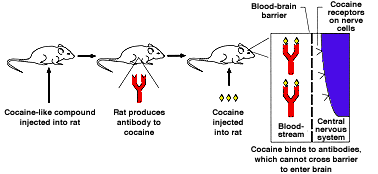 Rats diagram