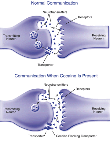 Cocaine Disrupts Communication Between Neurons