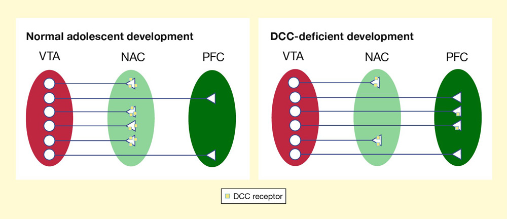 DCC Receptors in mice