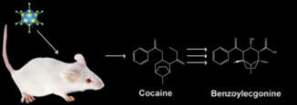 Diagram showing a mouse chemical symbols for cocaine and benzoylecgonine