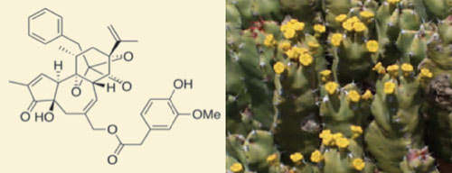 Images of chemical structure for resiniferatoxin and the plant it has been extracted from euphorbia resinfera