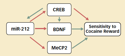 Diagram shows relationships between microRNA-212 (miR-212), cAMP response element binding protein, (CREB), brain-derived neurotrophic factor (BDNF), and methyl CpG binding protein 2 (MeCP2), which influence sensitivity to cocaine reward. 