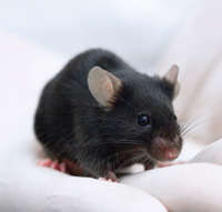 photo of mouse