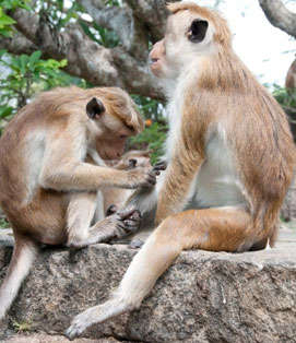 Photo shows two monkeys sitting close together; one of the monkeys is grooming the other.