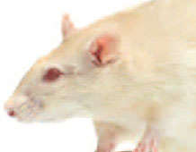 photo of white rat
