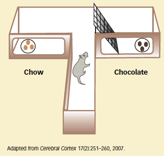 Illustration of a rat in testing chamber