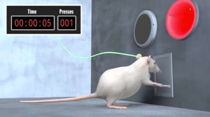 Animated rat pushing a lever in a test chamber