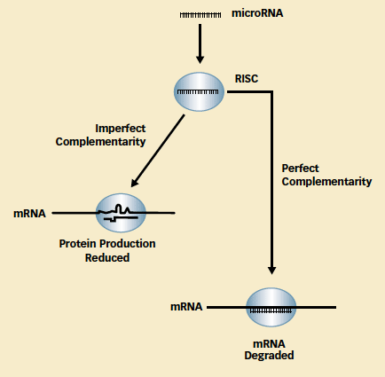 Schematic illustration shows that a microRNA integrates itself into an RNA-induced silencing complex (RISC) to influence messenger RNA (mRNA) and subsequent production of its protein. Once the microRNA becomes part of a RISC