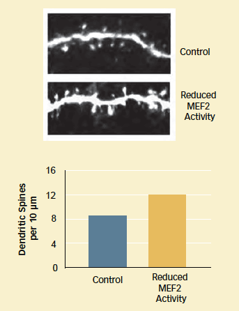 Images showing reduced MEF2 activity in dendritic spines