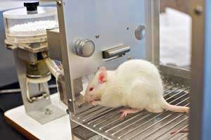 Lab Rat - Stock image