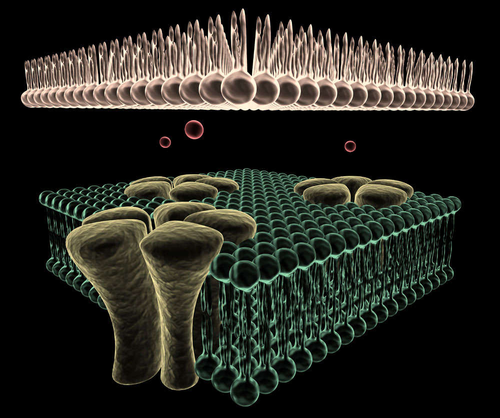 Illustration shwoing ion channels in a cell