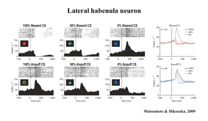 Lateral habenula neuron