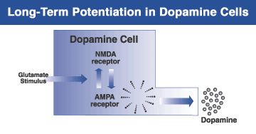 Chart showing long-term potentiation in dopamine cells
