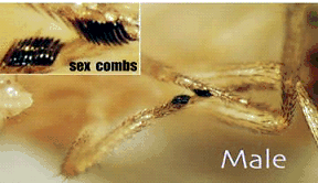 photograph showing how to determine the sex of the flies