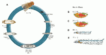 illustration of fruit fly life cycle