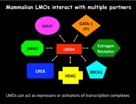 Mammalian LMOs interact with multiple partners