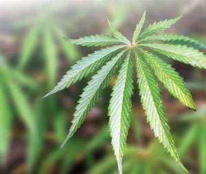 Image of a marijuana plant