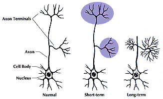 Serotonin producing neurons