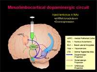 Mesolimbocorticol dopaminergic circuit