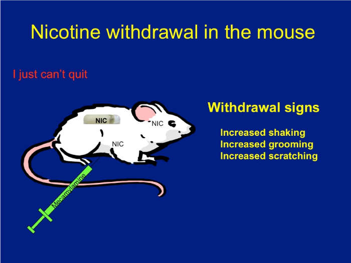 Nicotine withdrawal in the mouse