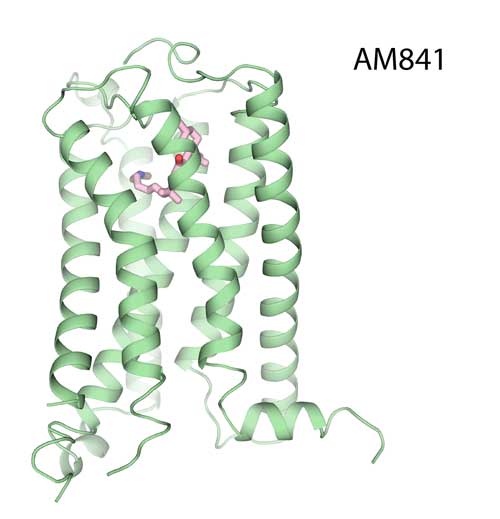 The structure of CB1–AM841 complex is shown with the receptor displayed as green ribbons and the agonist ligand AM841 as pink sticks.  Image courtesy of Hua Tian, iHuman Institute, ShanghaiTech University.