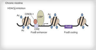 Acetylation of the promoter region of FosB after 7 days of nicotine exposure