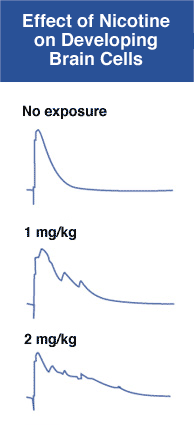 Graph Showing Effect of Nicotine on Developing Brain Cells