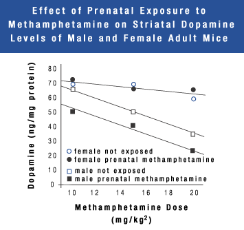 Effect of Prenatal Exposure to Methamphetamine on Striatal Dopamine Levels of Male and Female Adult Mice
