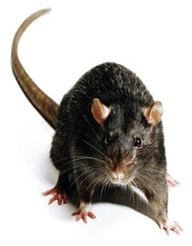 Rat Photo