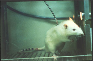 Research Rat