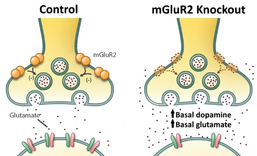 Baseline glutamate and dopamine levels are increased in mGluR2 knockout rats (right), compared to controls with mGluR2s (left) Image adapted from article (©Cell Reports)