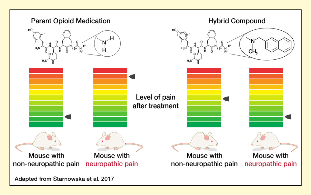 Structural alterations to an opioid compound improved analgesia in an animal model of neuropathic pain.