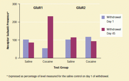 bar chart showing higher receptor subunit presence of Glur1 in cocaine test group - see caption