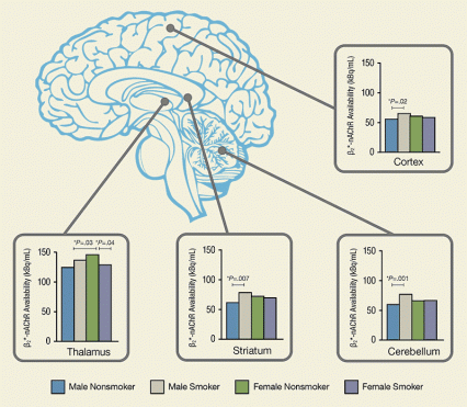 In Figure 2, four parts of the brain (thalamus, striatum, cerebellum, and mean cortex) are tagged with bar graphs. The data in the graphs show how much of the traced neuroreceptor male and female smokers have compared with nonsmokers.