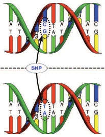Illustration of DNA strands showing single nucleotide polymorphisms