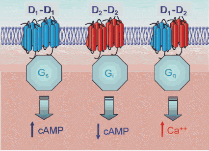 Illustration of D1-D2 receptor complex showing different cellular cascades - see caption