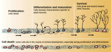 Schematic diagram shows stages of neuronal development in the hippocampus.