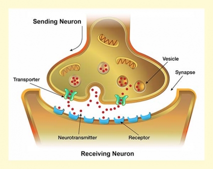 illustration of a synapse showing mechanism of signalling between neurons using neurotransmitters, neuron receptors and neuron transporters.