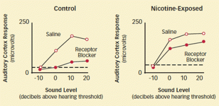 line graphs showing reduction in auditory response as described in caption