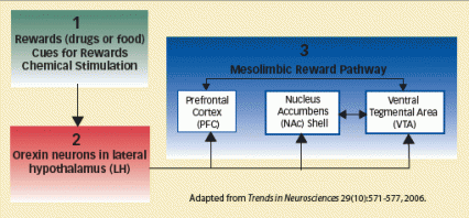 diagram of how reward cues activate orexin neurons which then stimulate the mesolimbic reward pathway