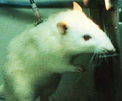photo of a lab rat