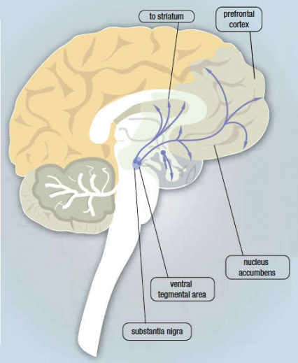 Brain dopamine pathways