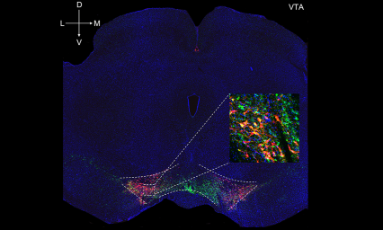 Corte de cerebro que contiene el área tegmental ventral donde las neuronas de dopamina expresan el virus excitador