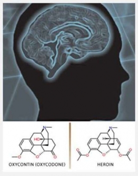 Chemical structures showing similarity in structure of Oxycontin (Oxycodone) and Heroin