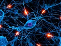 Nerve Cell Activity